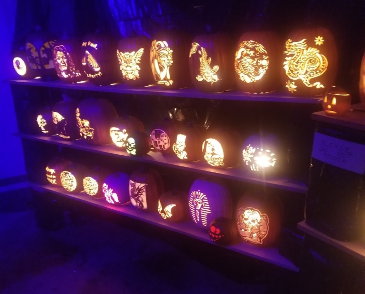rows of pumpkins